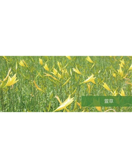 標題：地被
瀏覽次數：1537
發表時間：2020-10-17
