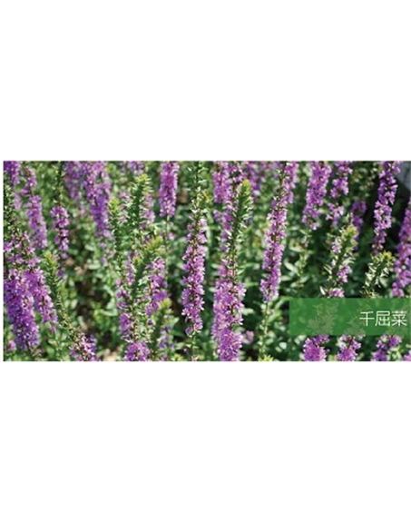 標題：地被
瀏覽次數：1851
發表時間：2020-10-17