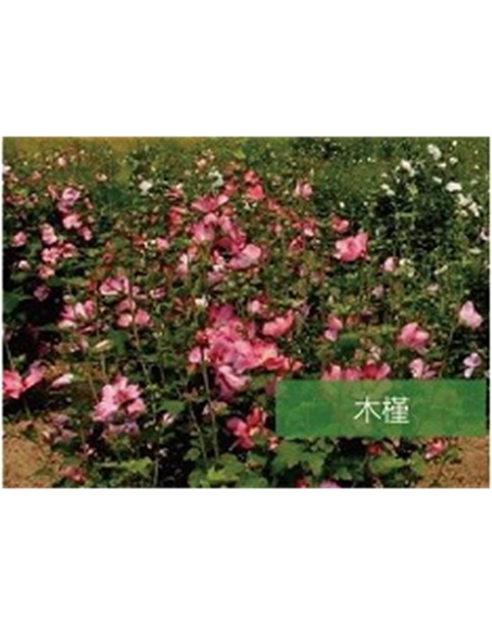 標題：喬灌木
瀏覽次數：1525
發表時間：2020-10-17