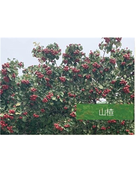 標(biāo)題：?jiǎn)坦嗄?瀏覽次數(shù)：2170
發(fā)表時(shí)間：2020-10-17