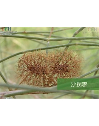 標題：名貴樹種
瀏覽次數：1472
發表時間：2020-10-17