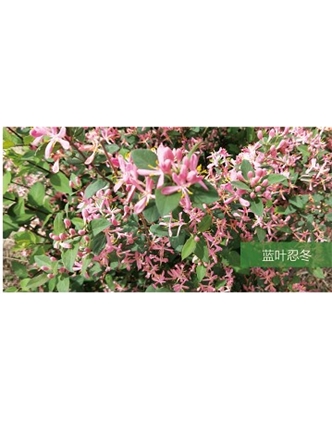 標(biāo)題：?jiǎn)坦嗄?瀏覽次數(shù)：1476
發(fā)表時(shí)間：2020-10-17